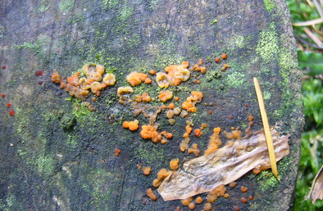 Zerfließende Gallertträne (Dacrymyces stillatus)